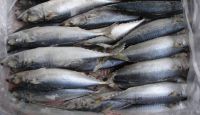 Whole fertile  frozen mackerel fish price frozen fish mackerel atlantic mackerel scomber scombrus frozen yellow tail horse macke