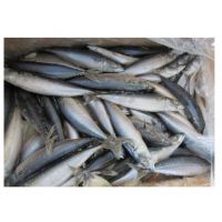 Delicious frozen pacific mackerel fish 300-500g size on sale low prices