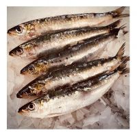 High Quality Supplied Frozen Export Fresh Bulk Seafood Bqf Whole Round Sardine Fish With Best Price For Sale