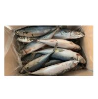 Brazil Export Frozen Horse Mackerel Fish / Frozen pacific mackerel