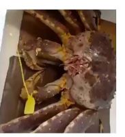 crab legs hot sale live mud crabs blue frozen style packaging bulk supplier  legs South Africa live red big sea crab