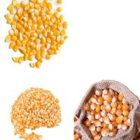 Premium Grade IQF Frozen Yellow and White Corn Kernels - Ideal for Animal Feed