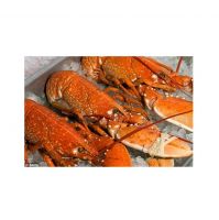 Buy United States Export Products Canadian Lobster Wholesale Prices Shrimps Seafood Green Raw Frozen Pink Lobsters