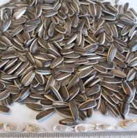 stiped sunflower seeds black bags maxseeds sunflower Various size  delicious sunflower seeds for human consumption now in stock