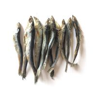 dried anchovy with head or headless south africa fat delicious dried anchovy head for sale