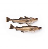 Wholesale Cheap Price Best Quality Fresh Atlantic cod Fish / Fillets For Sale Worldwide Exports