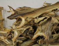tropical fish flakes high quality wholesale salt stock fish dried stockfish dry cod norway