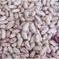 New Crop export to Yemen Long shape Light Speckled kidney pinto Beans