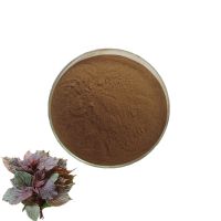 High Quality Perilla Extract Powder Herbal Extract 100% Natural Perilla Leaf Extract