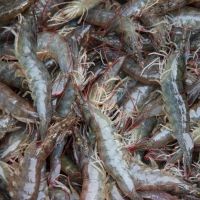 Best Quality Hot Sale Price Frozen Red Shrimps (Seafood) From the best Wholesale seller