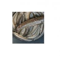 frozen red snakehead shoal fish frozen snakeheads giant large fish top quality seafood fillets offer bag red bulk style