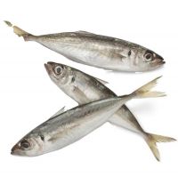 horse mackerel delicious frozen horse mackerel price frozen wholesales  price  frozen horse mackerel