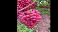 fresh grapes red grape  wholesale price for varieties Seedless globe red grape fruits for sale