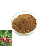 High Quality Butchers Broom Extract 10% 20% Ruscogenins Ruscus Aculeatus Root Extract