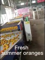 best selling fresh citrus fruit canned oranges OEM sweet style storage packing orange egypt fresh orange fruit hot selling