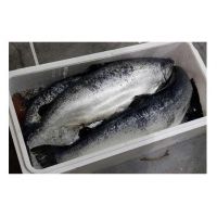 Wholesale Frozen Salmon Fish/Pacific Salmon