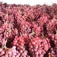 mature varieties Seedless grapes fruit price  sweet crop style storage cool packing fruit fresh grapes