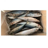 High Quality Seafood Whole Fish Horse Mackerel Frozen Pacific Mackerel Fish HGT For Sale