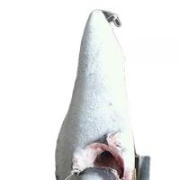 frozen marlin sail fish  bulk suppliers seafood HGT frozen sword fish marlin headess gutted frozen oil fish