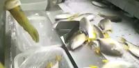 frozen white pomfret fish golden bulk suppliers orders farming silver pomfret live fresh pomfret fish on sale