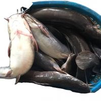 frozen catfish fresh walking catfish whole cleaned size 1000gr   food export products IQF  catfish fish maw