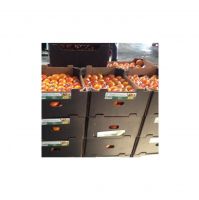 oranges fresh navel oranges valencia now ready navel new crop %100 organic orange hot sale big oranges perfect