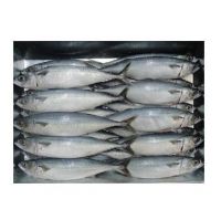 Wholesale Premium IQF Whole Round Horse Mackerel Frozen Horse Mackerel Fish