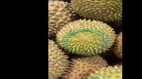 whole durian monthong from Thai farmer Grow best quality bulk suppliers   durian fresh wholesale frozen durian for sale
