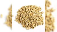 wholesale supplier of feed grade pearl barley grain at affordable price for sale animal feed barley max bag