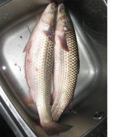 frozen grey mullet fish red mullet whole fish blue spot fresh seafood wholesale good quality grey mullet fish gutted