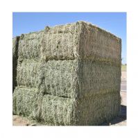 100% Pure Quality Alfalfa Hay / Alfalfa Hay For Animal feed At Best Cheap Wholesale Pricing