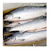 Salmon Fish Frozen Fillet Fresh And Frozen Atlantic Salmon Fish/Whole Frozen Salmon/Salmon Head For Sale