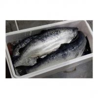 Top Quality Fresh / Frozen Whole Salmon Fish (Seafood) For Sale At Best Price