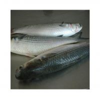 High Quality Frozen Grey Mullet Fish At Low Price