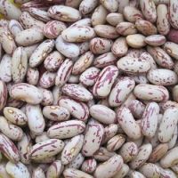 Light Speckled Kidney Beans /Pinto Beans/Sugar Beans