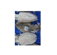 cuttlefish frozen whole cuttle fish fillets and baby cuttlefish whole cleaned packaging food organic