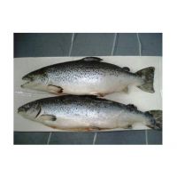 Premium IQF  Salmon Fish/ Frozen salmon fillet For Sale