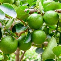 lemon fresh lime yellow sea style air olcor weight natural origin type quality fresh eureka lemon adalia verna lemon