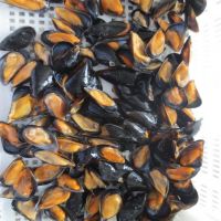 Frozen Seafood Mussel Half Shell Mussel Meat Frozen Shellfish for Sale Bulk Supplies Half Shell Mussels Prices Bulk