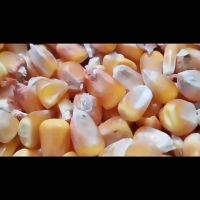 Premium Organic Yellow Maize Sweet Corn - High Quality, Maximum Flavor, Wholesale Offer