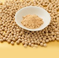 Top Grade Manufacture Price Bulk Supply Fresh Stock Quality Soya Beans Wholesale