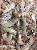 Wholesale frozen shrimp price white shrimp Available Now for Sale