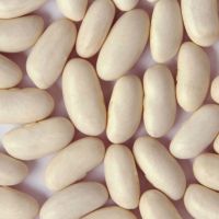 Natural White kidney Beans Seeds.