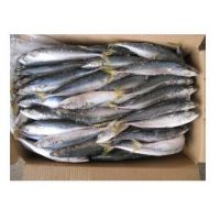 best service seafood fish 300-500g pacific fresh ship frozen mackerel horse fish in stock