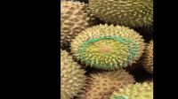 durian fruit fresh high quality  safe dietary fiber durian import export for sale