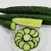 Wholesale custom private label fresh green cucumber style weight origin 5 Kg/ Carton cucumbers 25kg 25tons 15days fresh cucumber