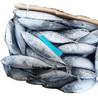 whole round frozen bonito fish with prices  box style packing packaging food no salt frozen bonito fish for sale