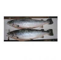 Premium IQF  Salmon Fish/ Frozen salmon fillet For Sale