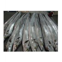 Frozen Ribbon Fish manufacturer supplier frozen ribbon fish supplier from Frozen ribbon fish