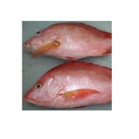 Experience competitive price variety products IQF seafood companies SFF Frozen Wild Caught Red Snapper Sea Fish